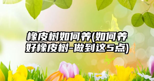 橡皮樹(shù)如何養(yǎng)(如何養(yǎng)好橡皮樹(shù)-做到這5點(diǎn))