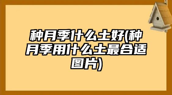 種月季什么土好(種月季用什么土最合適圖片)