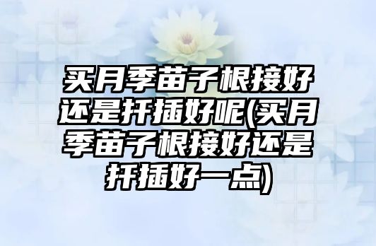 買月季苗子根接好還是扦插好呢(買月季苗子根接好還是扦插好一點(diǎn))