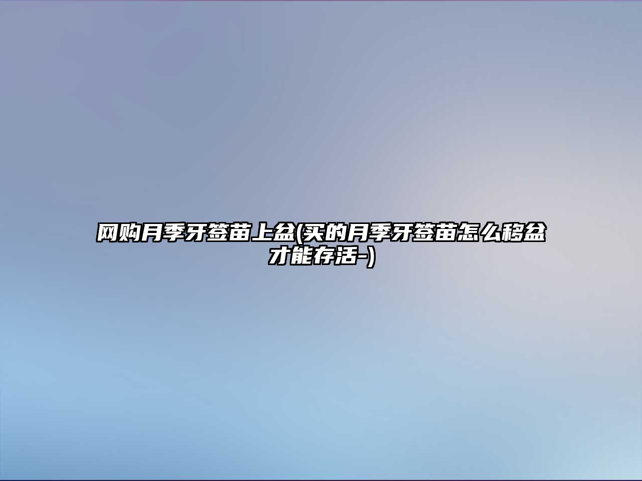 網(wǎng)購(gòu)月季牙簽苗上盆(買(mǎi)的月季牙簽苗怎么移盆才能存活-)