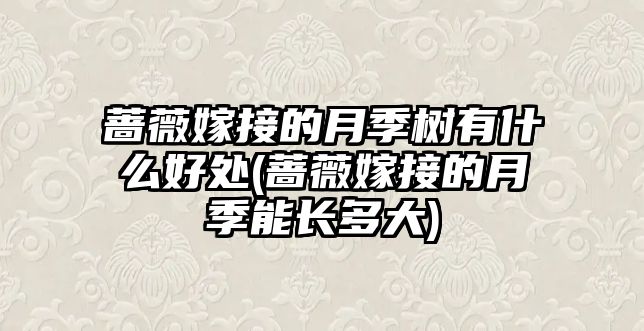 薔薇嫁接的月季樹(shù)有什么好處(薔薇嫁接的月季能長(zhǎng)多大)