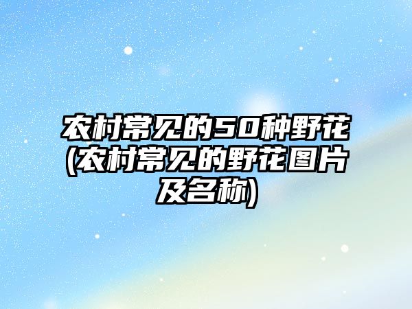 農(nóng)村常見的50種野花(農(nóng)村常見的野花圖片及名稱)